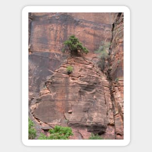 Bonsai In Rock Wall Sticker